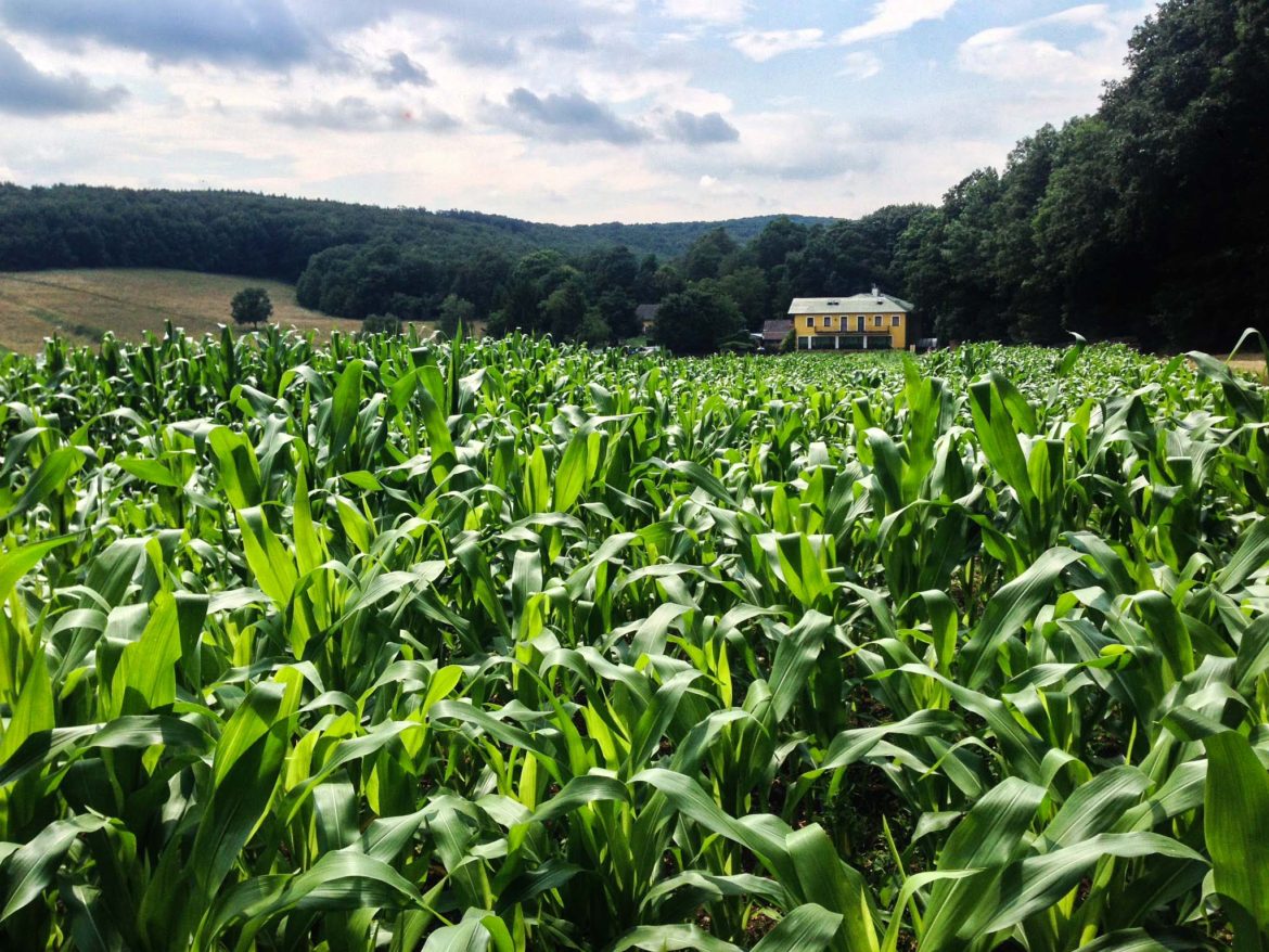 Wandern in Wien: Stadtwanderweg 6