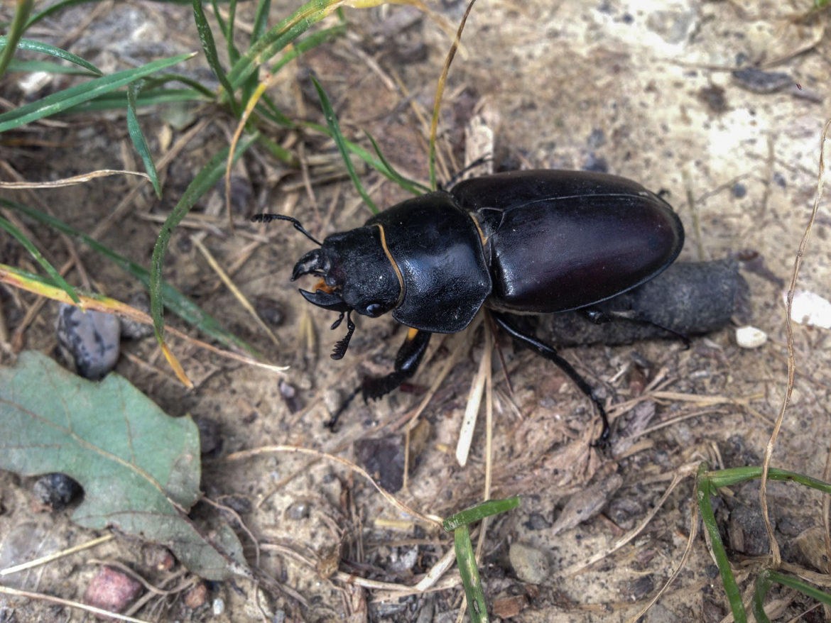Wandern in Wien: Stadtwanderweg 6