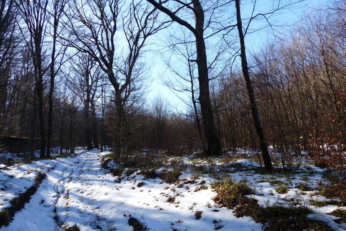Unrundung des Lainzer Tiergarten Unrundung des Lainzer Tiergarten