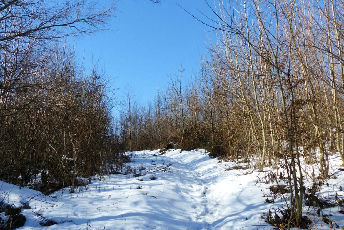 Unrundung des Lainzer Tiergarten Unrundung des Lainzer Tiergarten