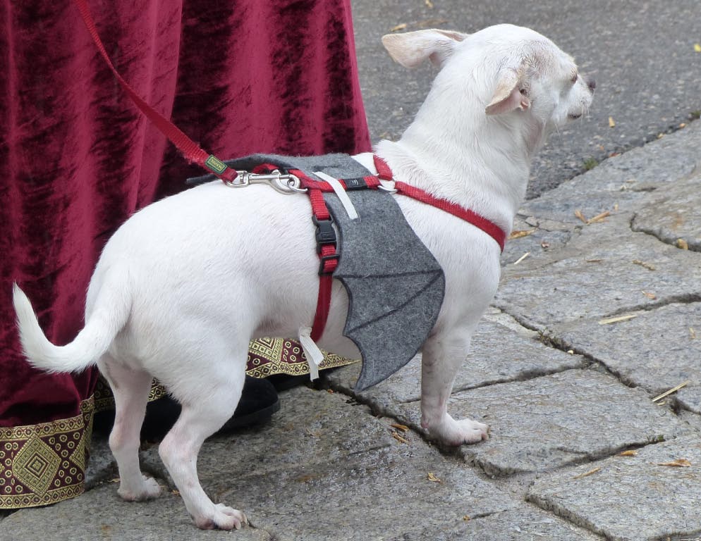 Ritterfest Hainburg Ritterfest Hainburg