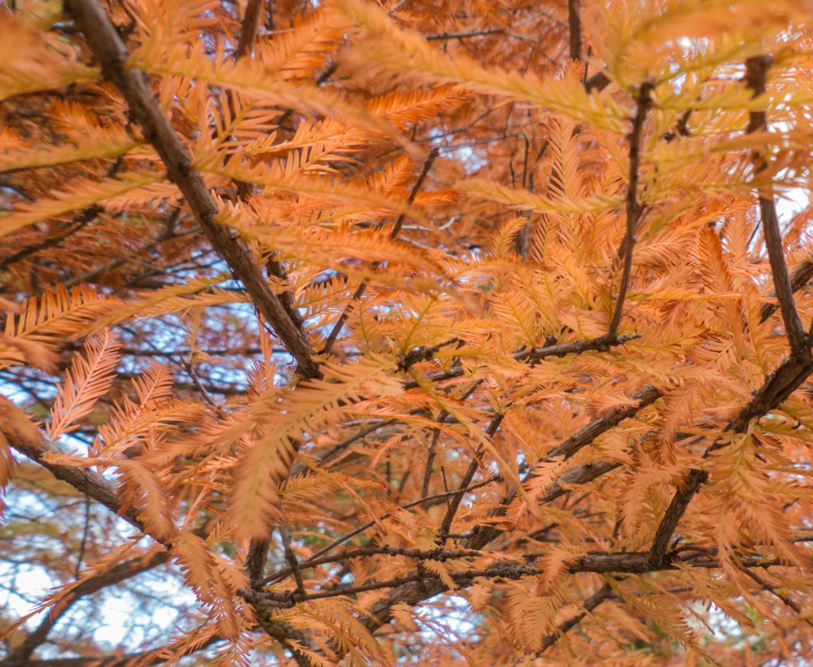 Schlosspark Pötzleinsdorf